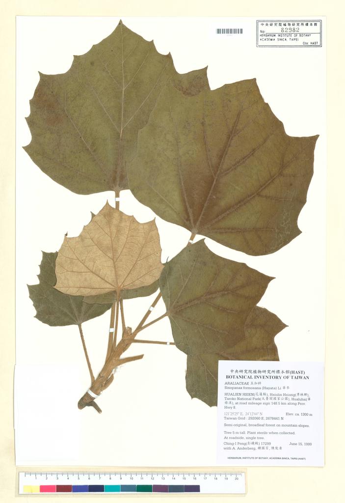 <Unit #28776 Peng, Ching-I | 彭鏡毅 | 17299:: | Sinopanax formosana (Hayata) Li>
