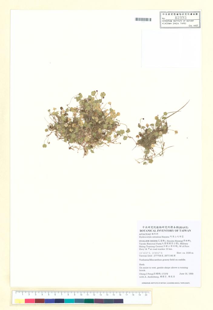 <Unit #40817 Peng, Ching-I | 彭鏡毅 | 17379:: | Hydrocotyle setulosa Hayata>