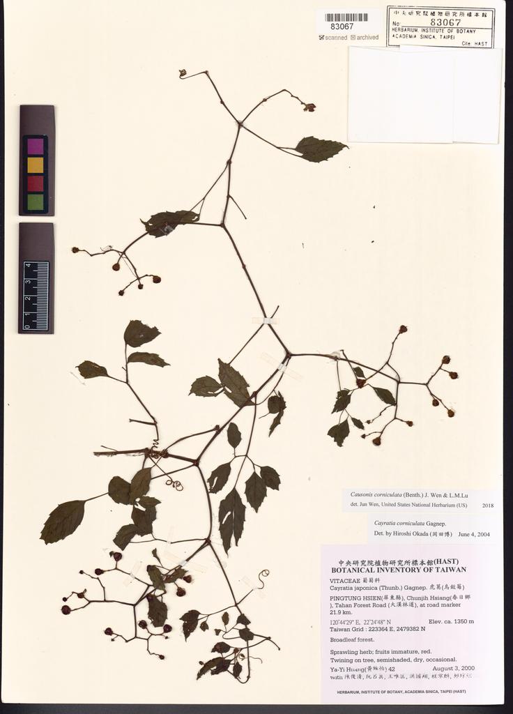 <Unit #8410 Huang, Ya-Yi | 黃雅怡 | 42:: | Causonis corniculata (Benth.) J.Wen & L.M.Lu >