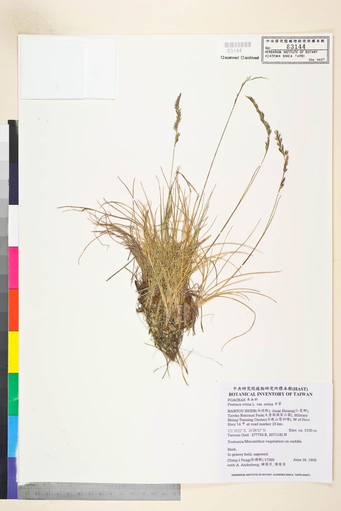 <Unit #30382 Peng, Ching-I | 彭鏡毅 | 17365:: | Festuca ovina L. var. ovina>