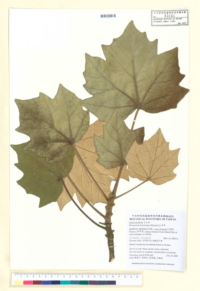 <Unit #35562 Lin, Chia-Hua | 林佳樺 | 507:: | Sinopanax formosana (Hayata) Li>