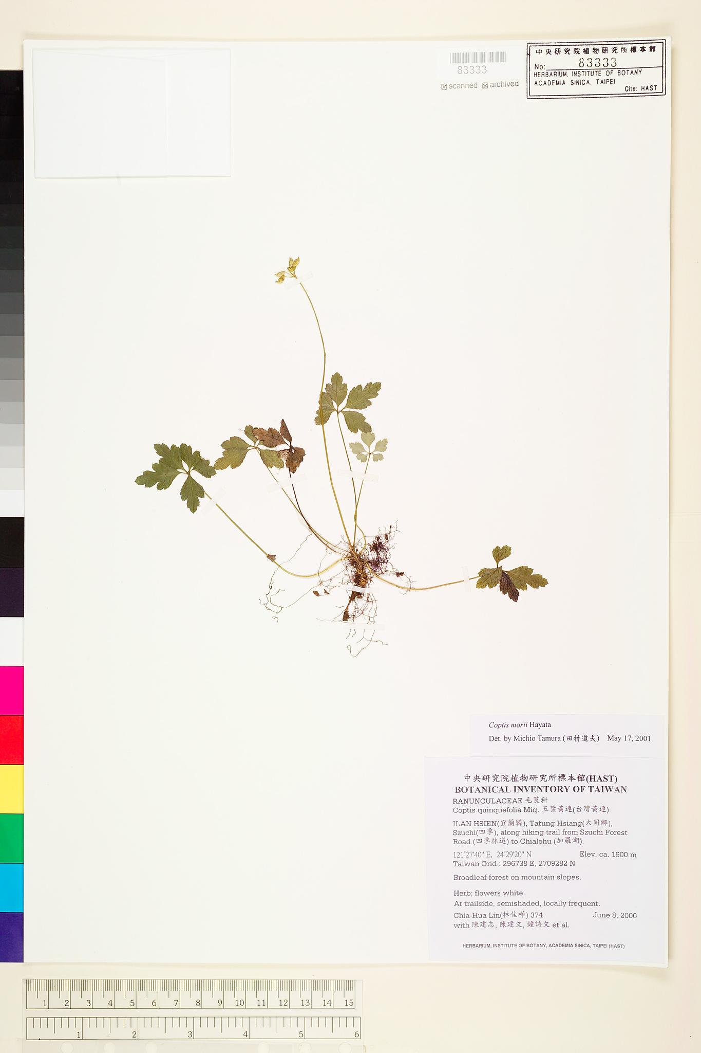 Sample image for viewer