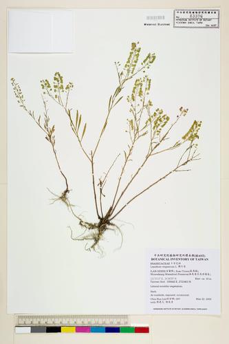 Lepidium virginicum L.