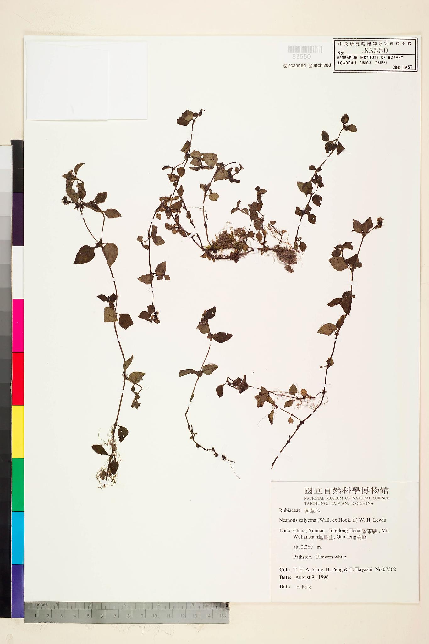 Sample image for viewer