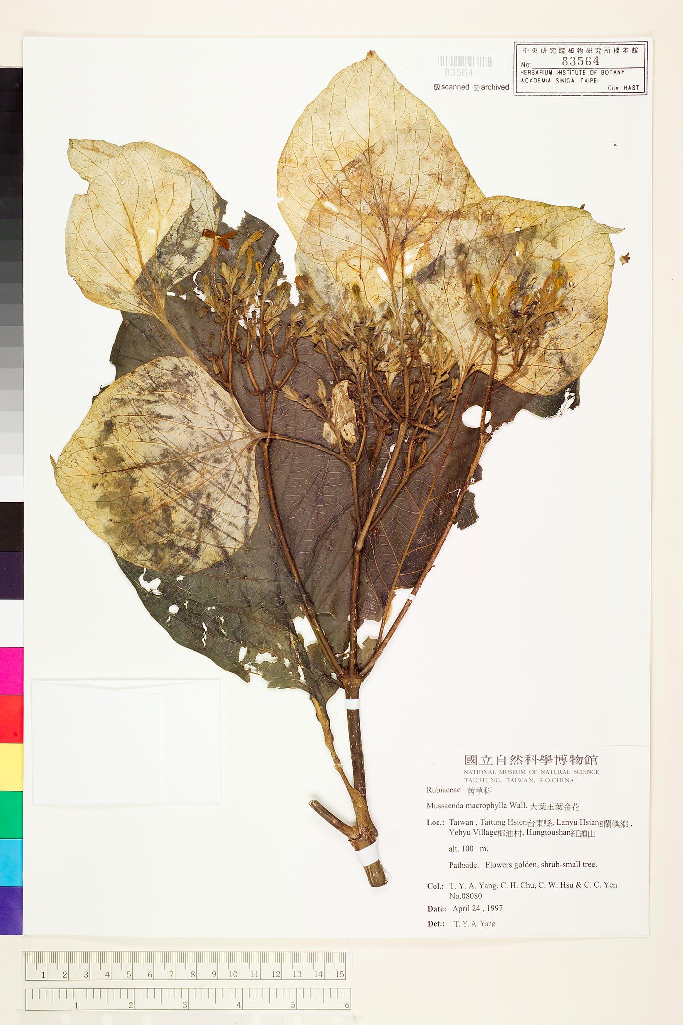 Sample image for viewer