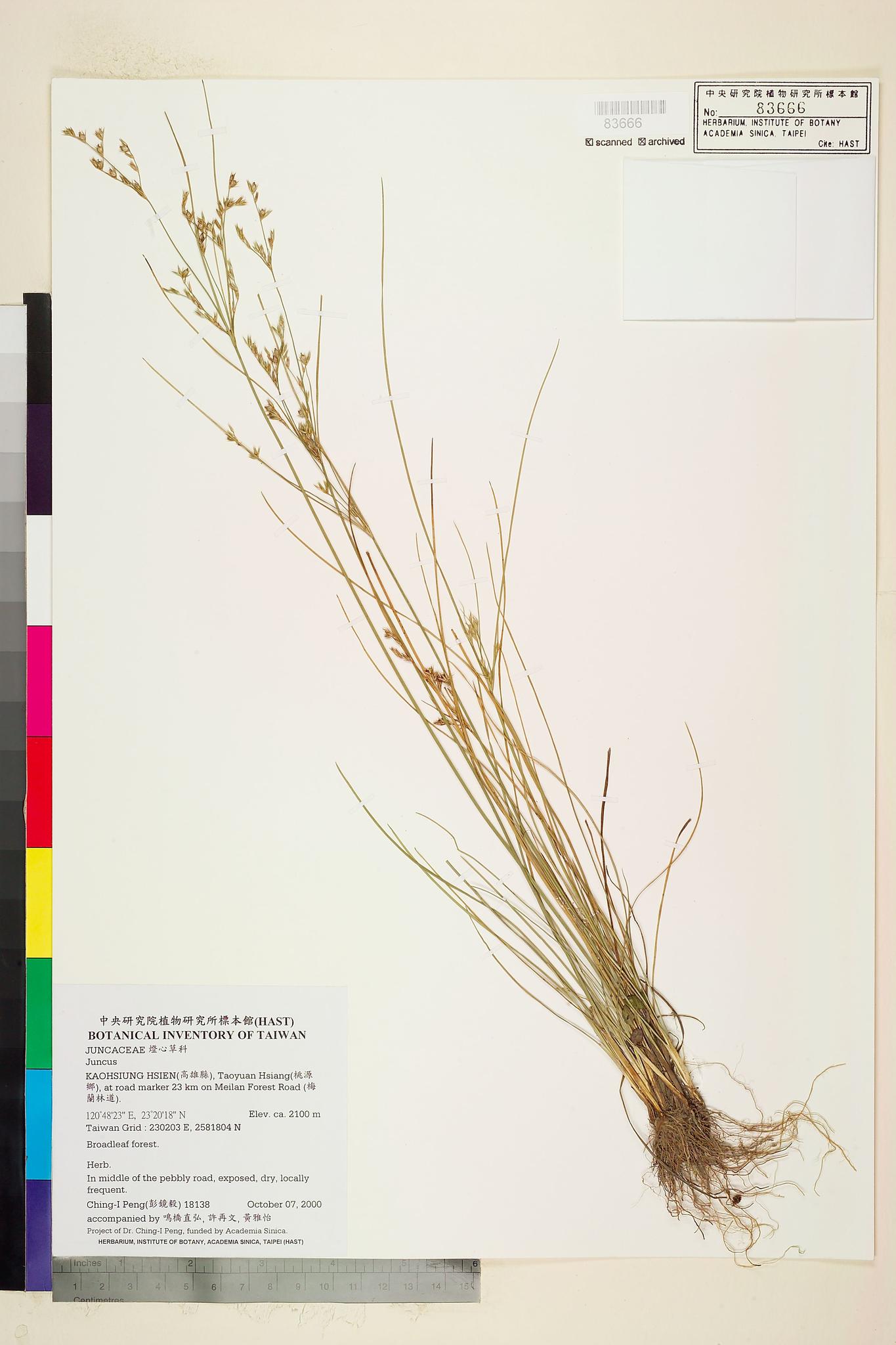 Sample image for viewer