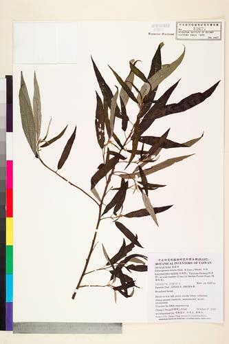 Debregeasia edulis (Sieb. & Zucc.) Wedd.