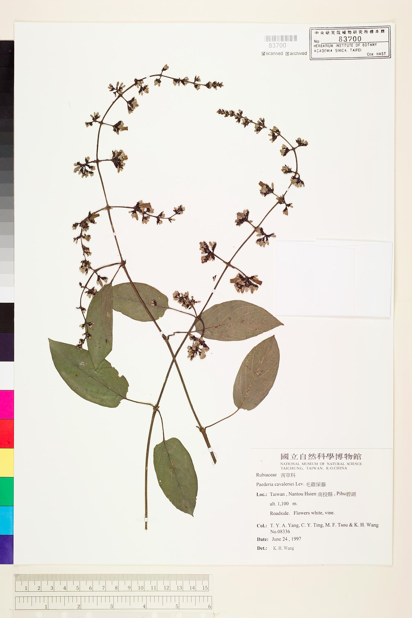 Sample image for viewer