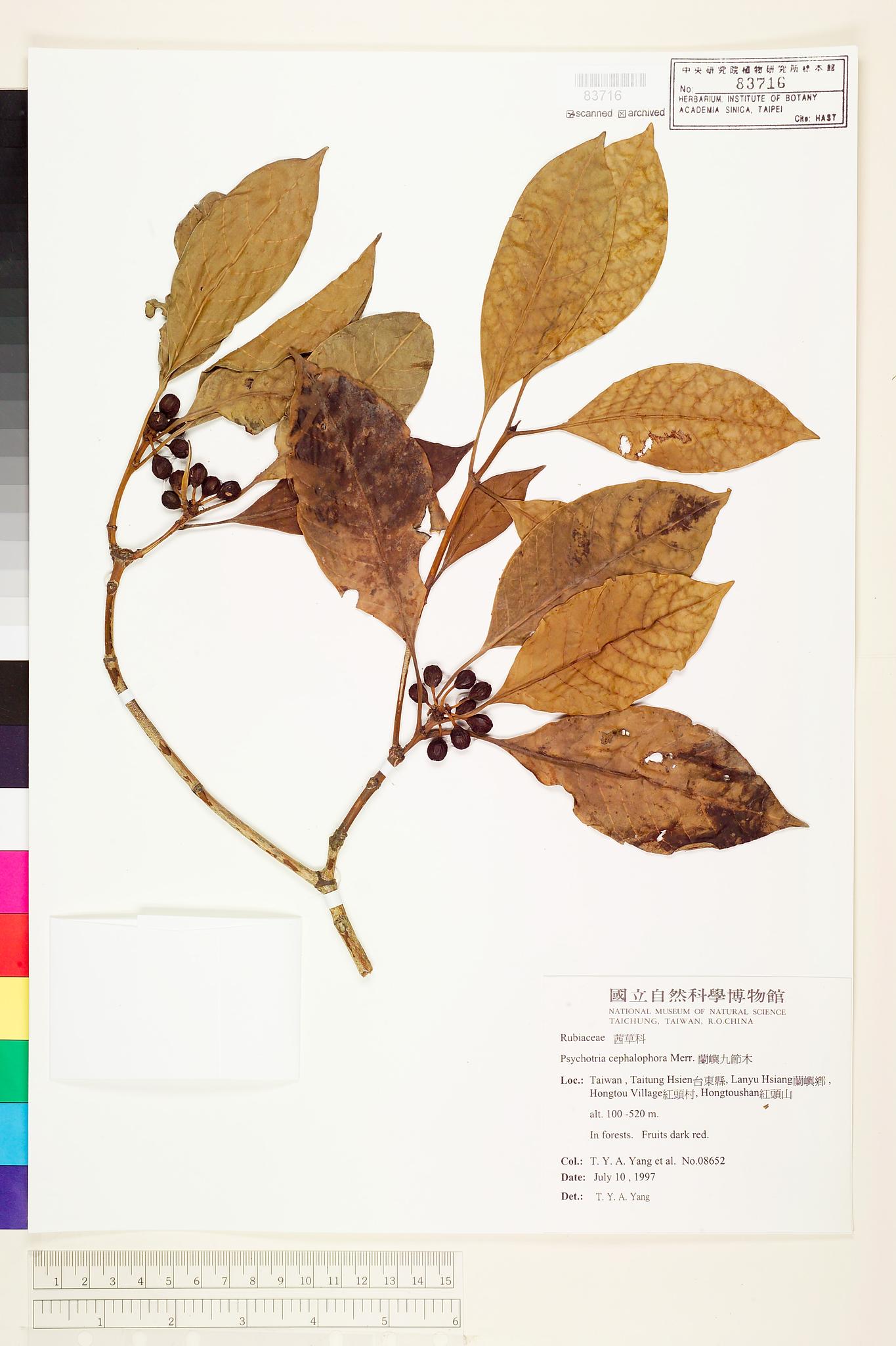 Sample image for viewer