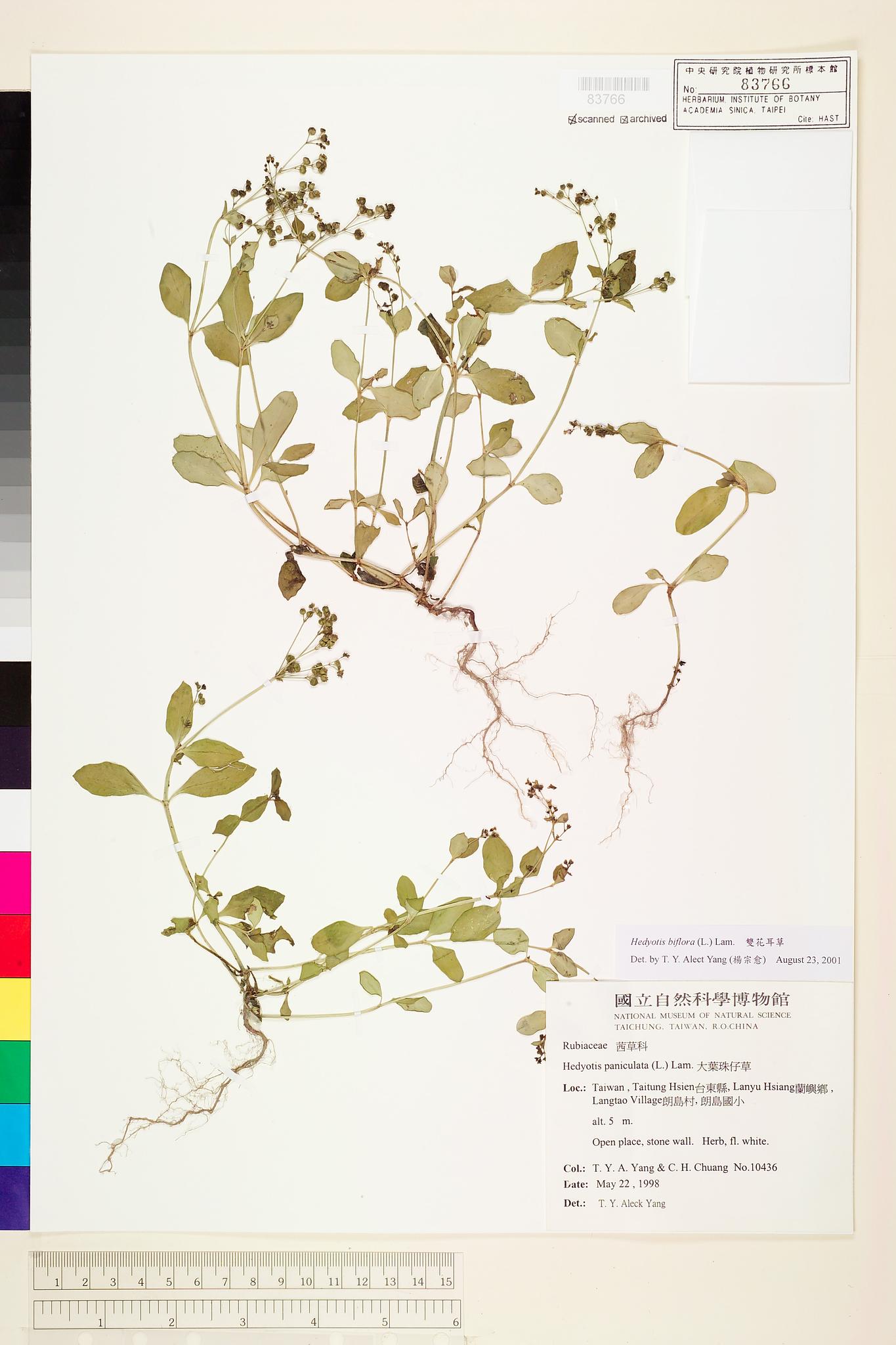 Sample image for viewer