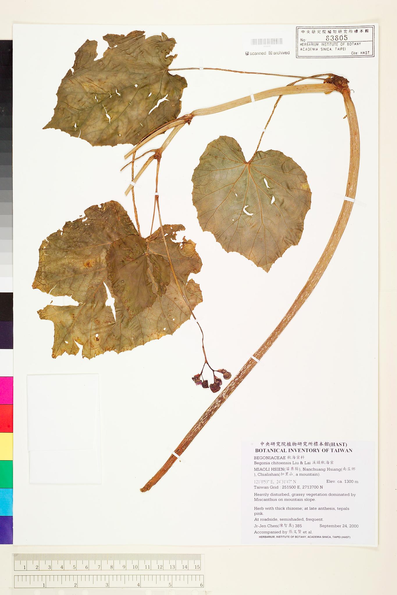 Sample image for viewer