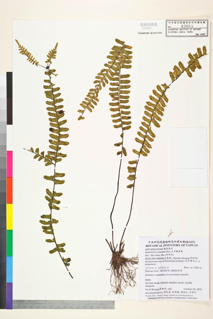 <Unit #31954 Huang, Ya-Yi | 黃雅怡 | 132:: | Asplenium normale D. Don>