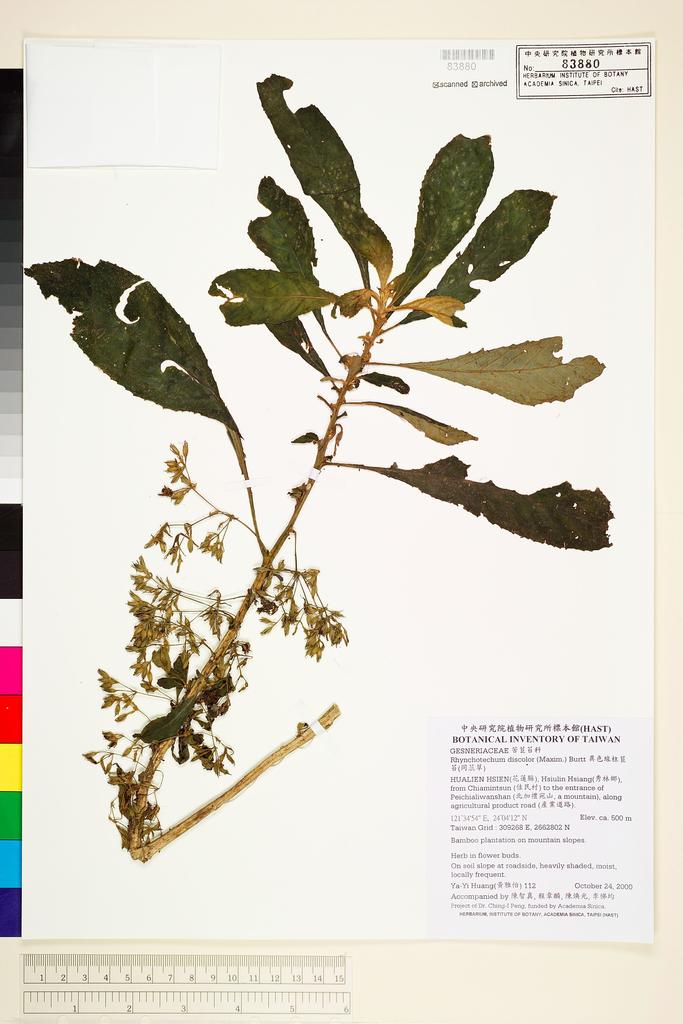 <Unit #33868 Huang, Ya-Yi | 黃雅怡 | 112:: | Rhynchotechum discolor (Maxim.) B. L. Burtt>