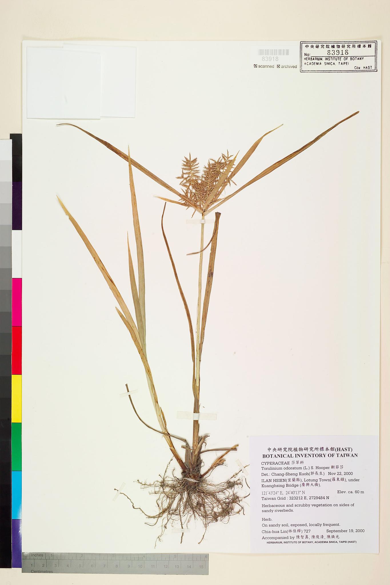 Sample image for viewer