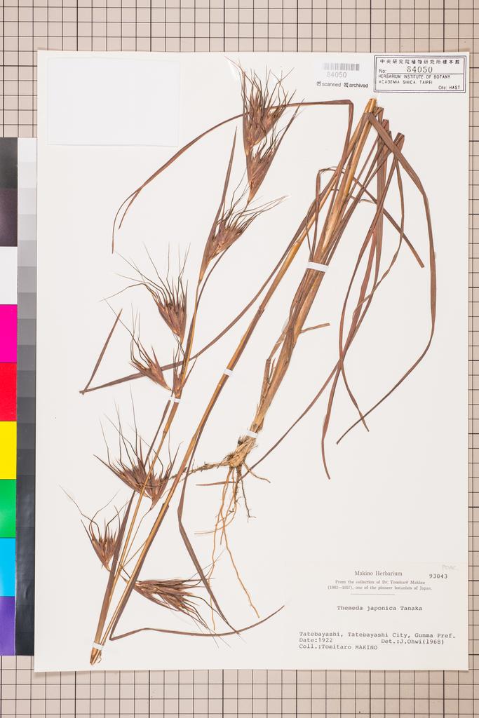 <Unit #117068 MAKINO, Tomitaro |  | 93043:: | Themeda japonica (Willd.) C. Tanaka>