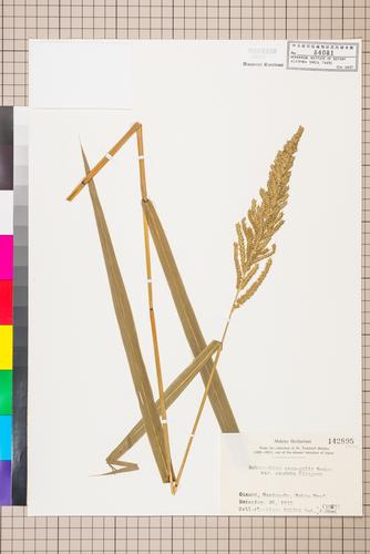 Echinochloa crus-galli (L.) P. Beauv.