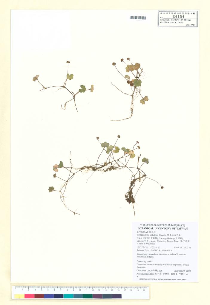 <Unit #40816 Lin, Chia-Hua | 林佳樺 | 598:: | Hydrocotyle setulosa Hayata>