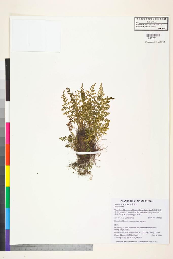 <Unit #28768 Peng, Ching-I | 彭鏡毅 | 17443:: | Asplenium>