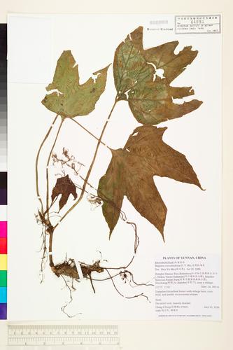 Begonia cucurbitifolia (Begonia cucurbitifolia)