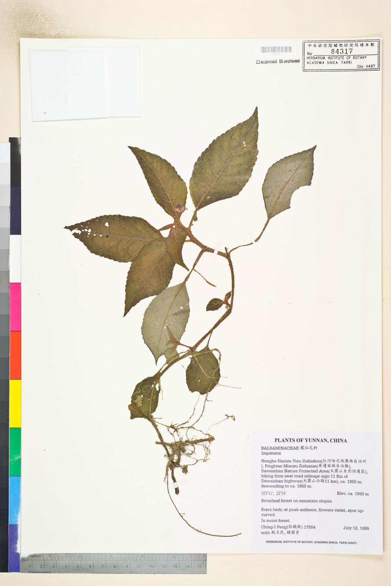 Sample image for viewer