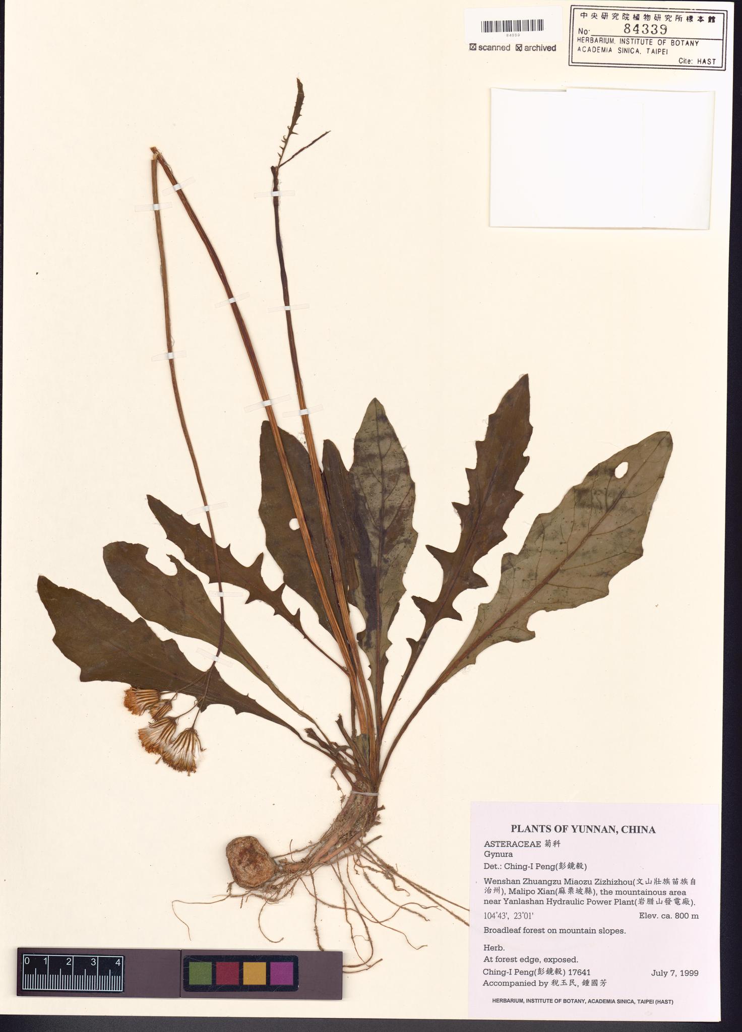 Sample image for viewer