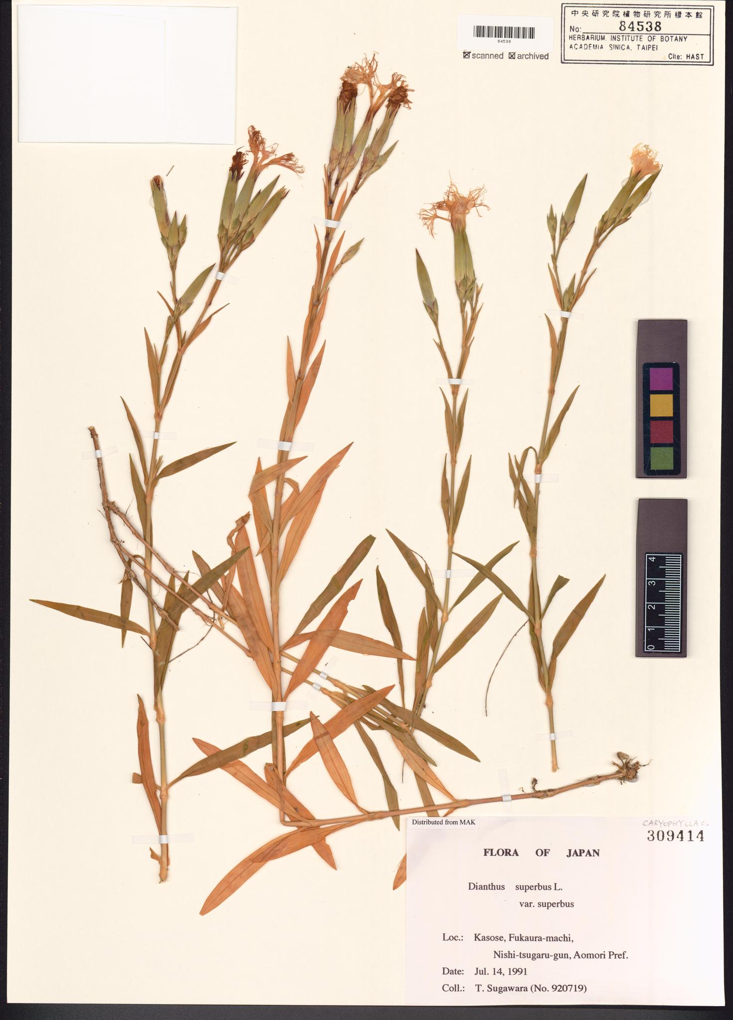 Sample image for viewer