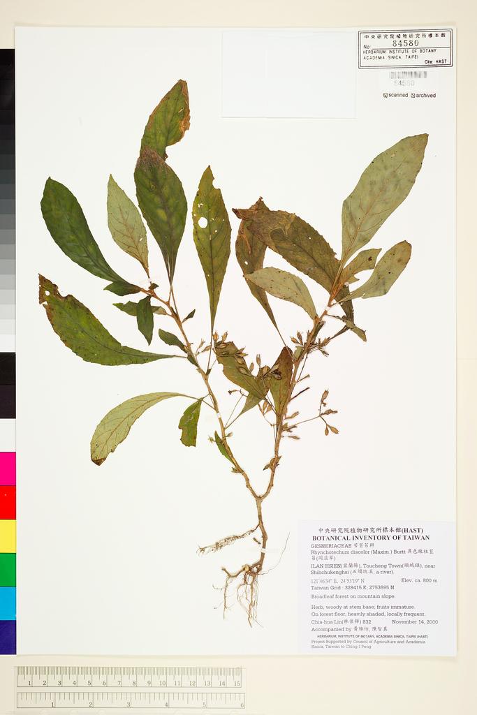 <Unit #16627 Lin, Chia-Hua | 林佳樺 | 832:: | Rhynchotechum discolor (Maxim.) B. L. Burtt>