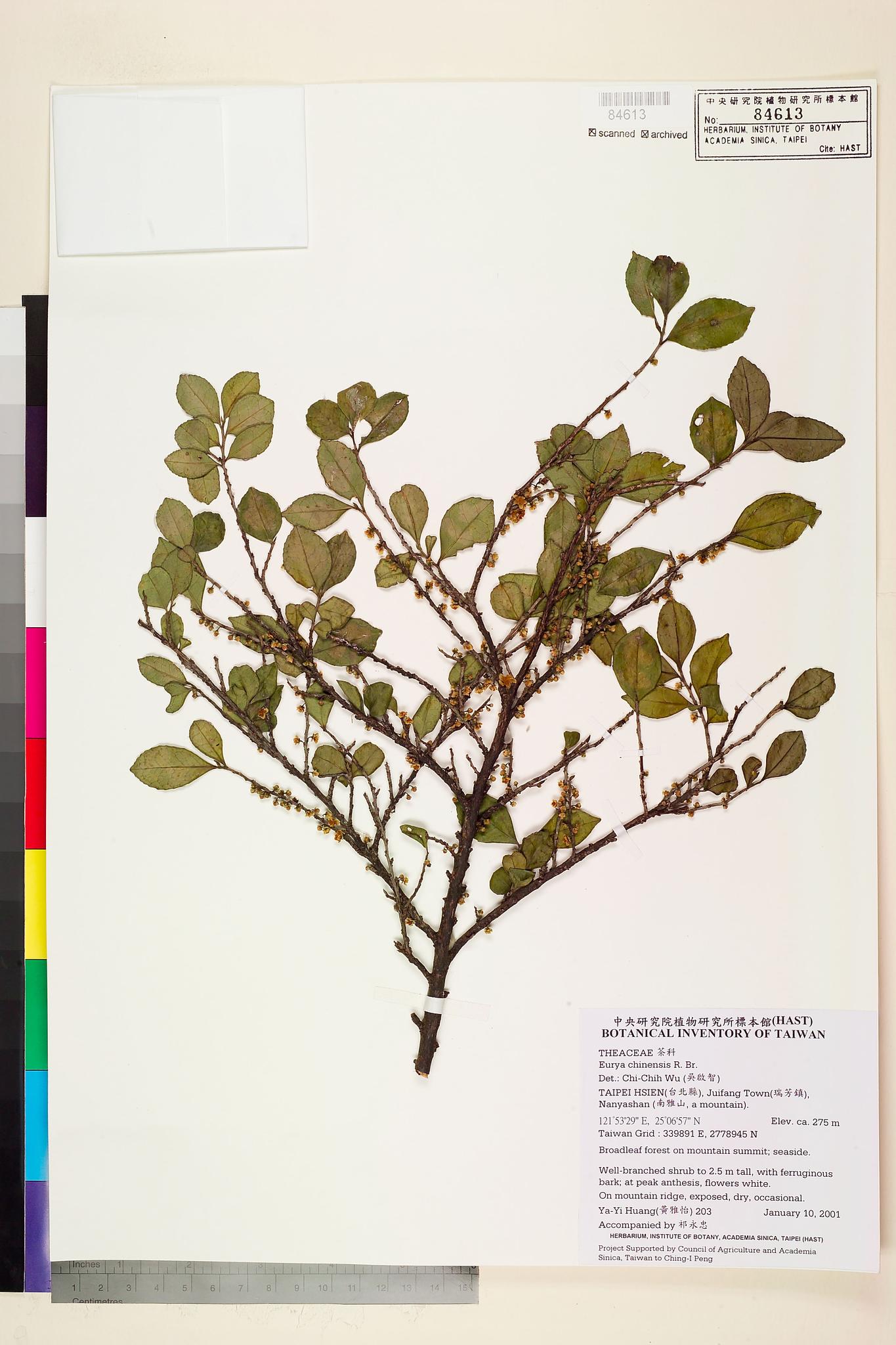 Sample image for viewer