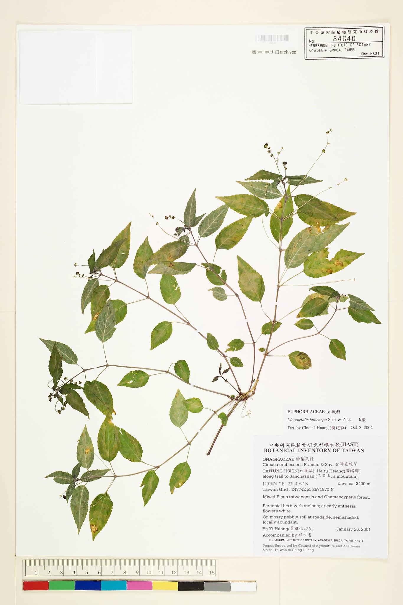 Sample image for viewer