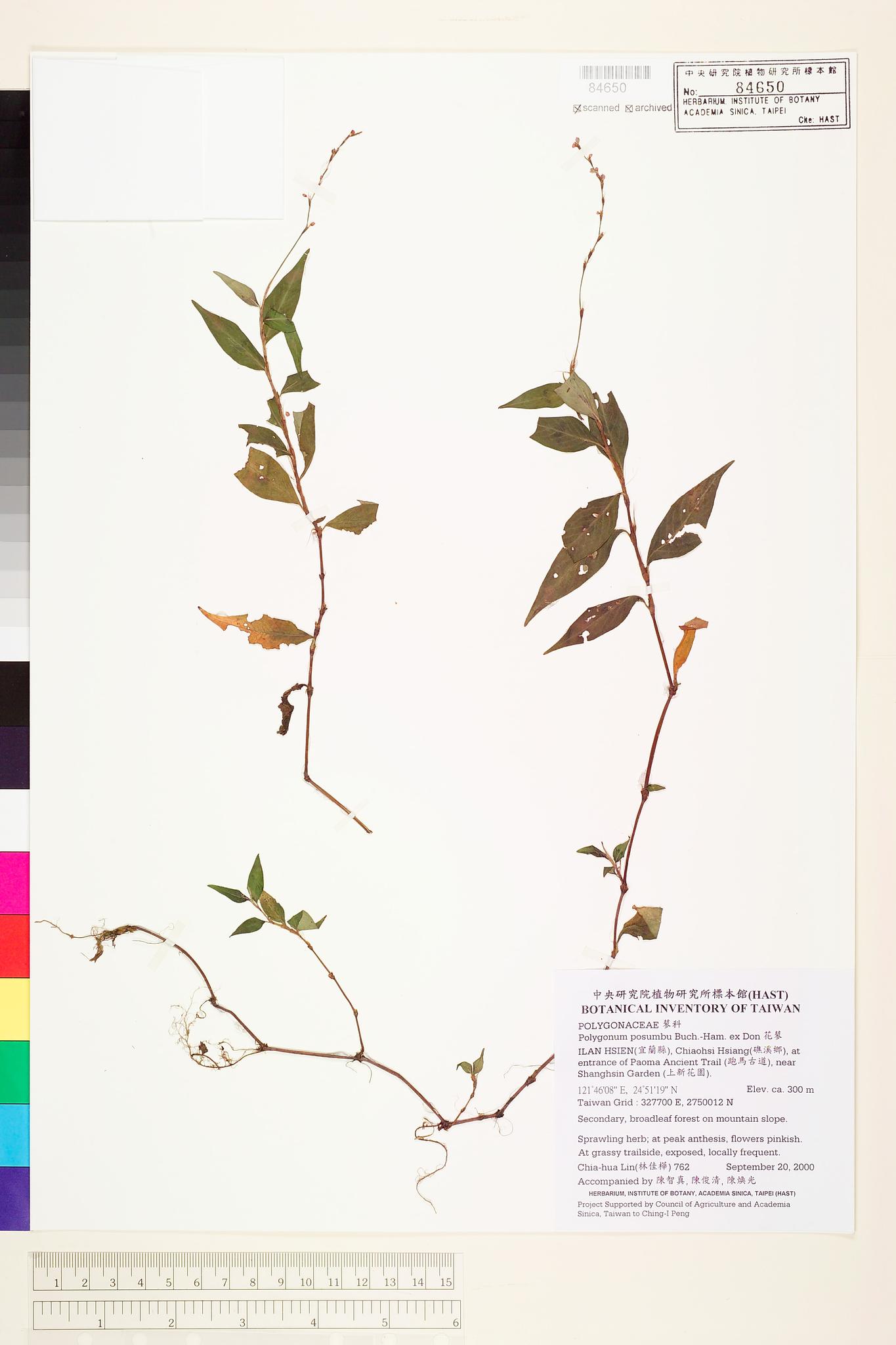 Sample image for viewer