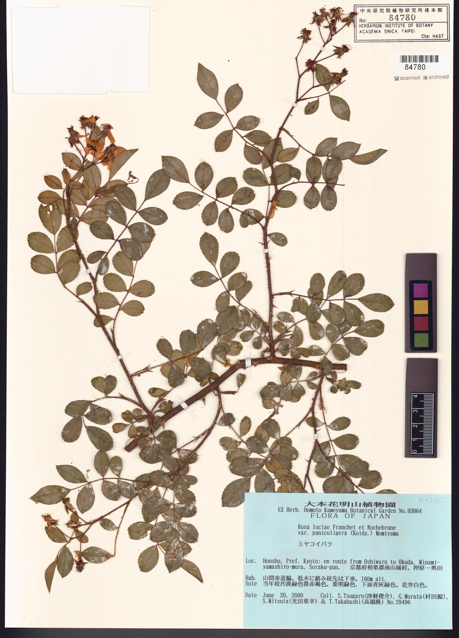 Sample image for viewer