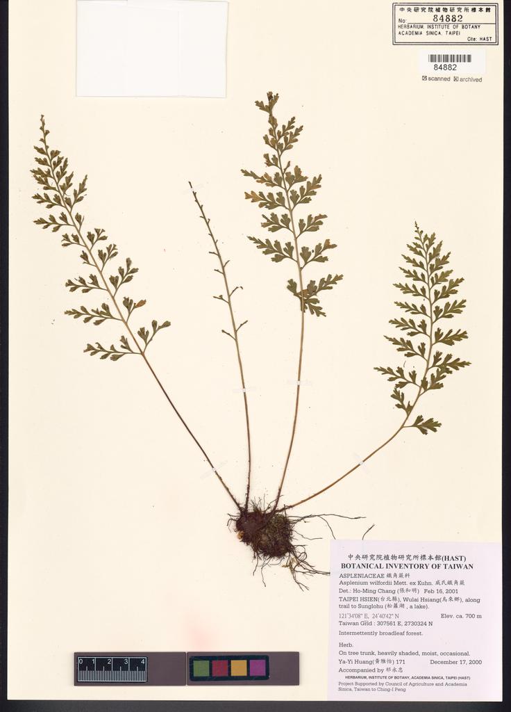 <Unit #35088 Huang, Ya-Yi | 黃雅怡 | 171:: | Asplenium wilfordii Mett. ex Kuhn.>