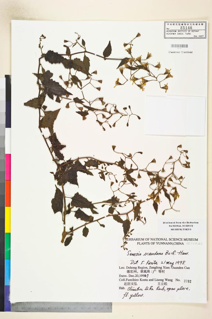 <Unit #115541 Konta, F. | 近田文弘 | 3782:: | Senecio scandens Buch.-Ham. ex D. Don>