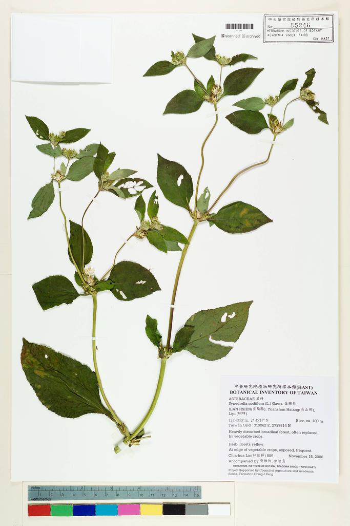 <Unit #14844 Lin, Chia-Hua | 林佳樺 | 885:: | Synedrella nodiflora (L.) Gaertn.>