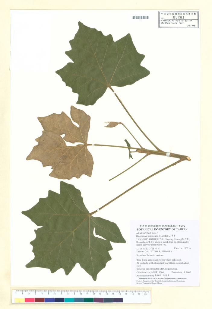 <Unit #12674 Lin, Chia-Hua | 林佳樺 | 1004:: | Sinopanax formosana (Hayata) Li>