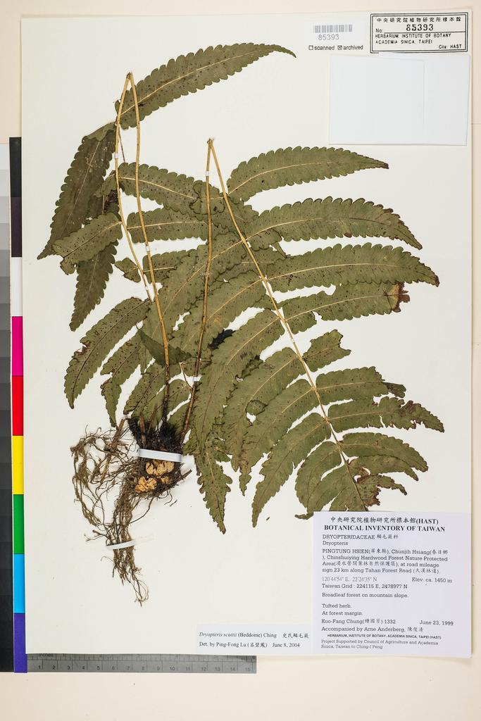 <Unit #7137 Chung, Kuo-Fang | 鍾國芳 | 1332:: | Dryopteris scottii (Bedd.) Ching>