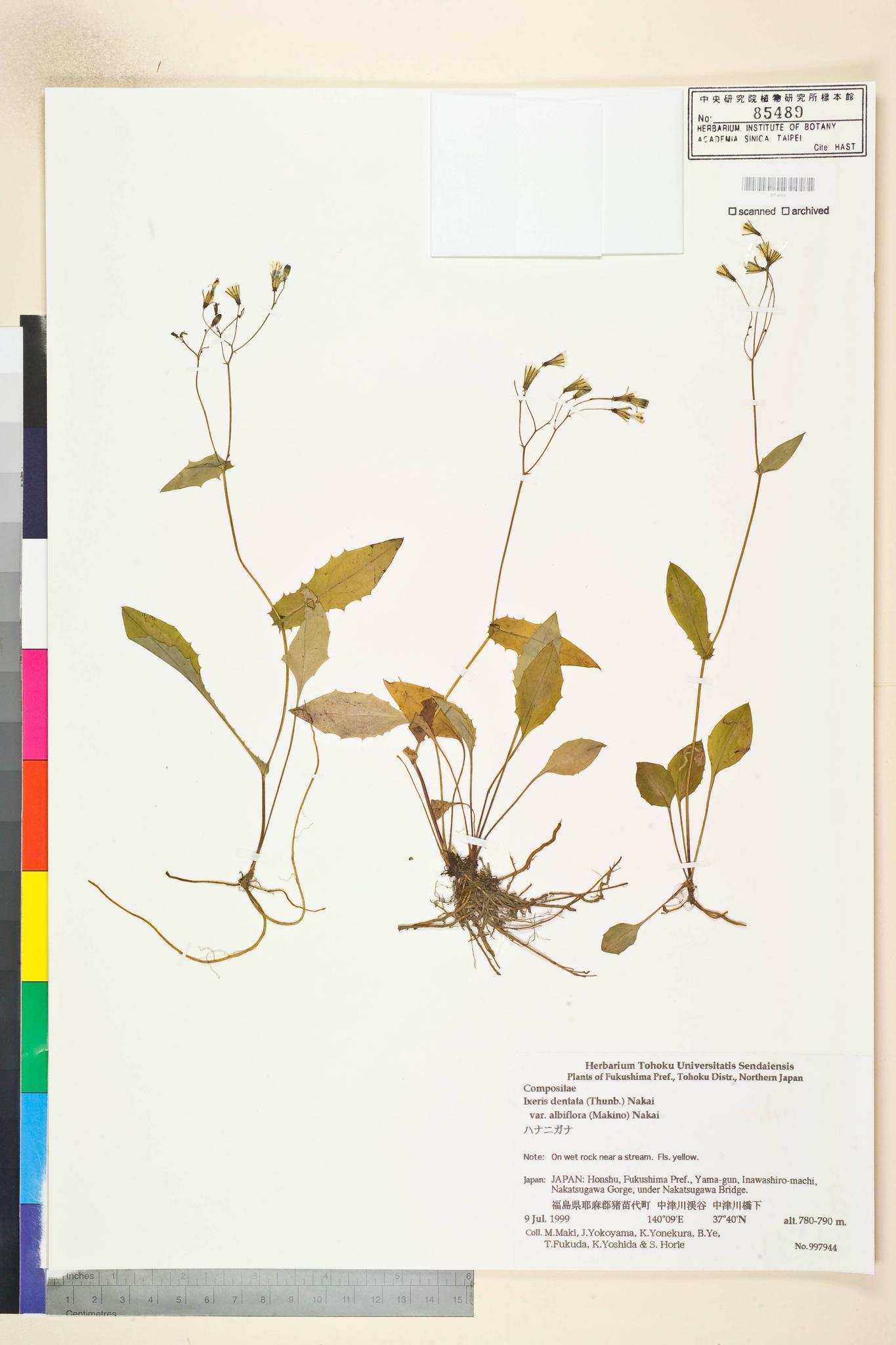 Specimen image