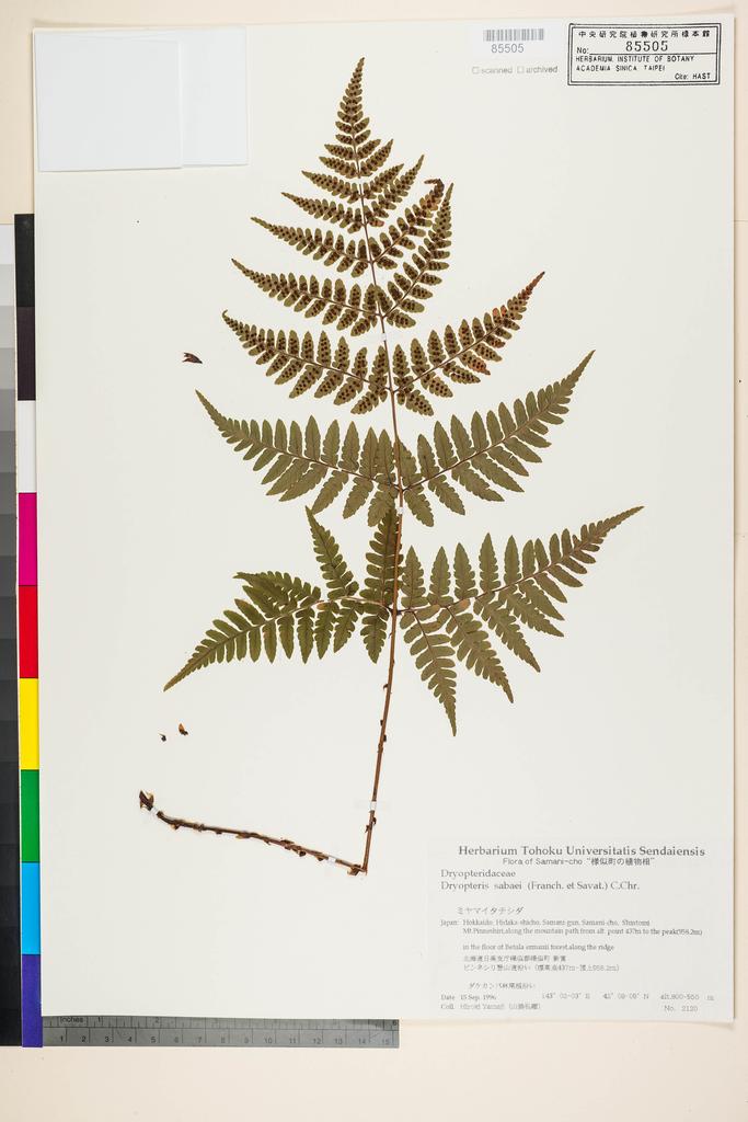 <Unit #128301  | 2120:: | Dryopteris sabaei (Franch. & Sav.) C. Chr.>