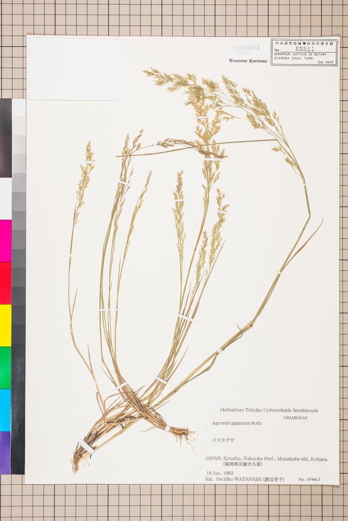 <Unit #114671  | 10463:: | Agrostis>