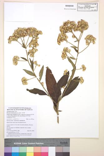 Blumea balsamifera (L.) DC.