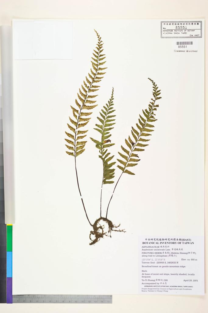 <Unit #34831 Huang, Ya-Yi | 黃雅怡 | 328:: | Asplenium unilaterale Lam.>