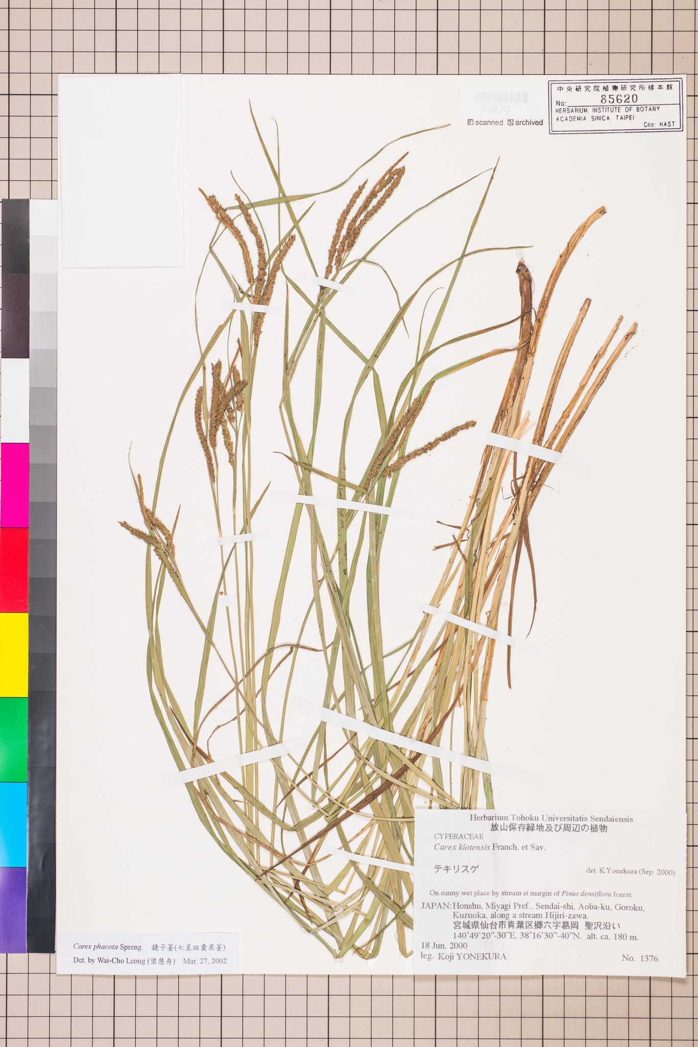 Sample image for viewer