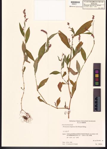 Persicaria longiseta (De Bruyn) Kitagawa