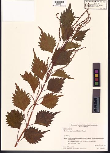 Boehmeria spicata (Thunb.) Thunb.