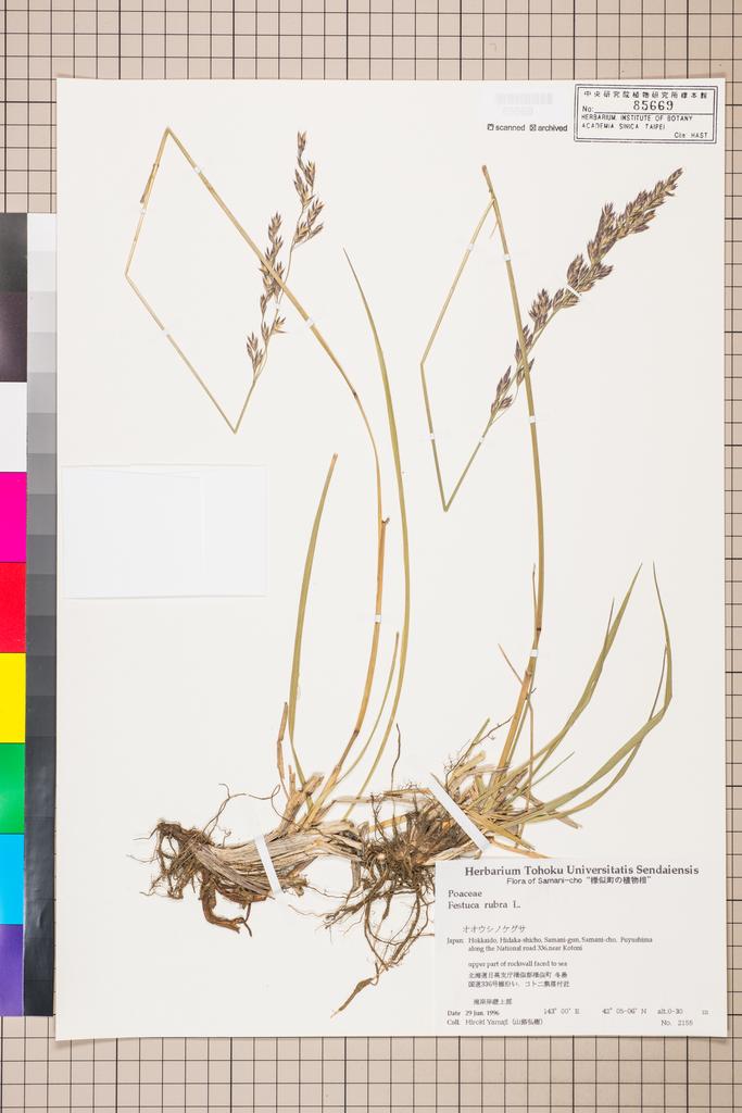 <Unit #110851  | 2155:: | Festuca rubra L.>