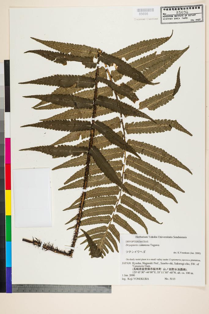 <Unit #128305 Yonekura, Koji |  | 5113:: | Dryopteris commixta Tagawa>