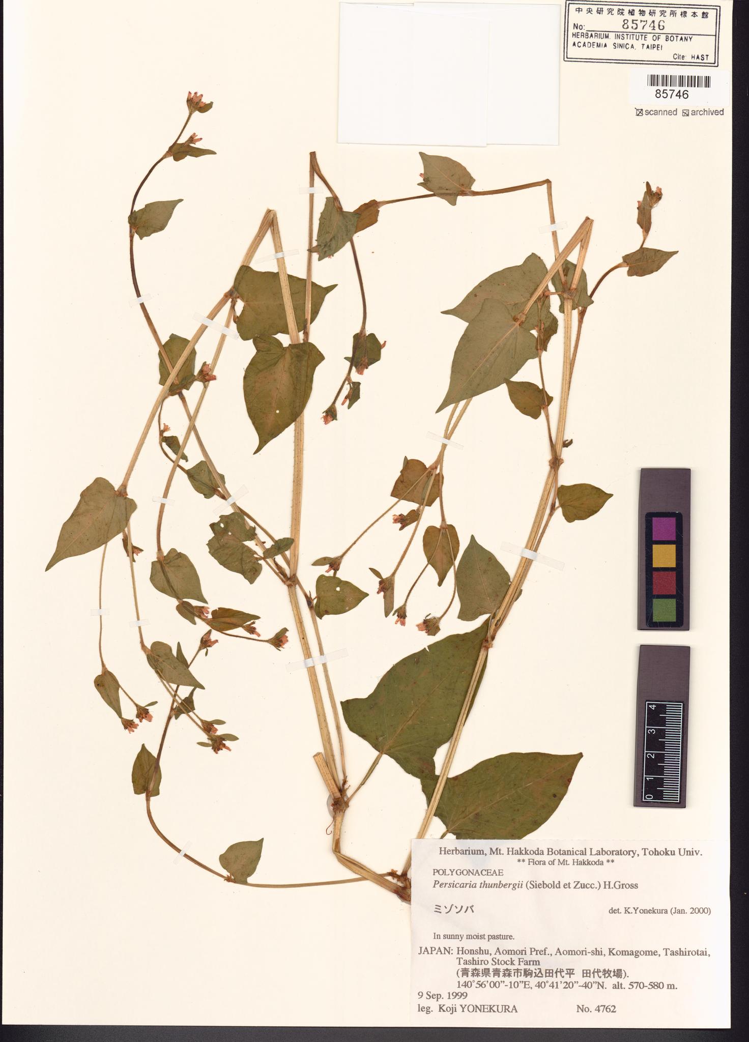 Sample image for viewer