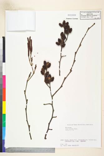 Alnus