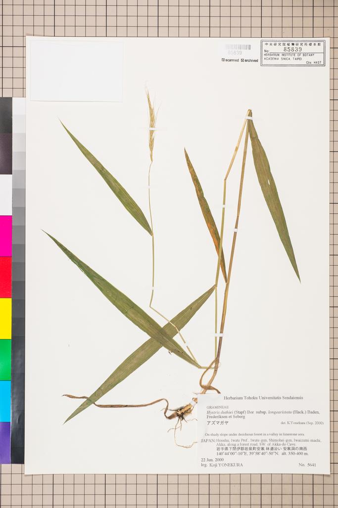 <Unit #111019 Yonekura, Koji |  | 5641:: | Hystrix duthiei (Stapf ex Hook. f.) Bor subsp. longearistata (Hack.) Baden, Fred. & Seberg>