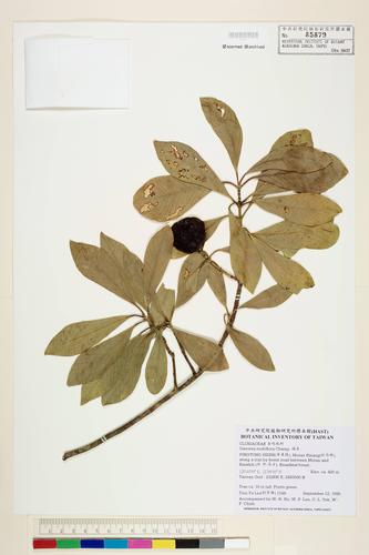 Garcinia multiflora Champ.